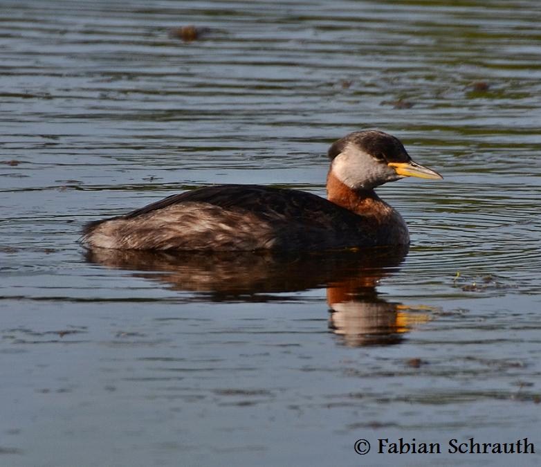 See/ Lappentaucher Einheimische Vögel in Deutschland